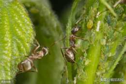蚜蟲種類多，危害嚴重，推薦一個優秀的配方，噴一次可管43天以上