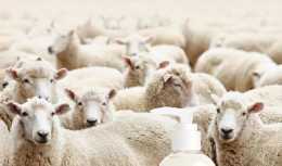 掃盲！神乎其神的澳洲綿羊油真的有那麼大的功效嗎？