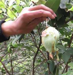 這種果子叫“茶泡”，必須滿足3個條件才能活下來了，種植太困難