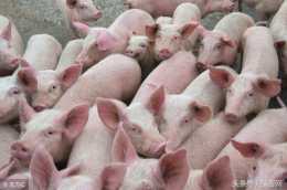 趙輝：豬的高燒 低燒 和低溫症的區別