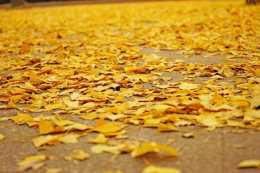 蘇州的秋天，是銀杏白果樹的金黃色
