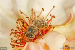 誘惑蜜蜂出巢的，除了蜜粉就是陽光。調節光照調控蜜蜂出巢時間