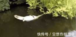 奇聞：男子湖中發現漂浮著白色的異物，走近瞧到那場景，不淡定了