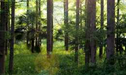 新研究發現使森林害蟲雲杉小蠹變“啞巴”的方法