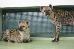 糗大了！動物園一對斑鬣狗兩年沒生後代，檢查後發現：都是公的