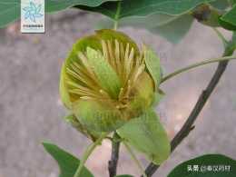 中國特有的珍稀植物：鵝掌楸