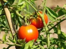 要想番茄長得好，做好芽苗播種是關鍵
