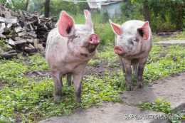 豬長疥癬是什麼原因？豬感染疥癬病怎麼辦？