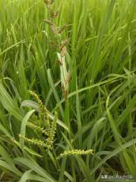 種水稻，稗子是一大毒瘤。如何清除，分四步走
