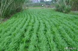 多年生黑麥草，高產種植技術，哪些地區可生長6-7年？你種對了嗎
