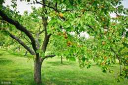 杏樹的栽培管理技術，是提高果實產量和質量的關鍵