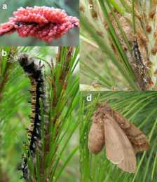 林草科技|中國林科院：專家首次解析枯葉蛾科昆蟲基因組