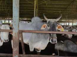 有牛百科：你知道婆羅門牛嗎？