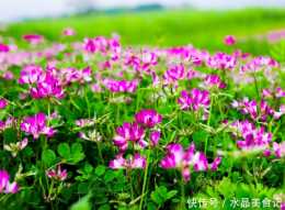 紫雲英好看又好用，重視科學栽培，長江流域更豐產！