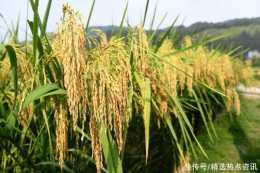 貴州：2米“巨型稻”在榕江試種成功 畝產800公斤