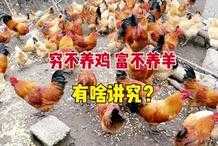 農村俗語“窮不養雞，富不養羊”，為何不能養？有什麼講究嗎？