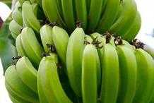 香蕉馴化之謎：DNA揭示香蕉有四個神秘祖先，是誰雜交了它們？