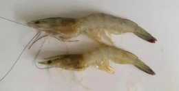 南美白對蝦纖毛蟲是什麼原因引起的？如何防治？