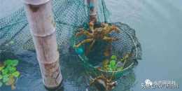 河蟹無公害健康養殖的關鍵在於種苗，詳解河蟹苗種培育與放養選擇