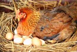 母雞在下蛋以後都要“個個大”叫一陣子，是為了“炫耀”嗎？