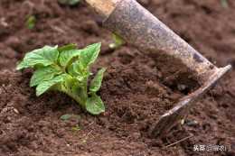馬鈴薯種植：病蟲害綠色防控技術，具體有哪些步驟，來看看吧