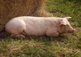 家裡的豬低溫不吃食怎麼辦？“低溫”不等於“低燒”