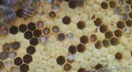中蜂巢蟲上脾與幼蟲病有什麼區別？如何快速區分？