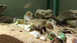 三湖慈鯛入門——淺談斑馬卷貝魚的飼養