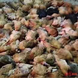 廣西一養雞場上千只雞突然死亡，疑因隔壁燃放煙花
