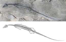 遠古發現丨2.44億年前這條“龍”，尾巴好長……