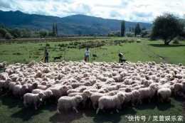 羊比人多的國家，綿羊數量最高是人口9倍，宰了27年如今咋樣？