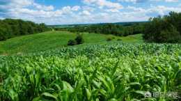 玉米怎麼除草？推薦幾個安全特效除草劑！