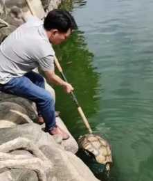 重約37斤!人工湖放生的蘇卡達陸龜被捕撈上岸,龜殼開裂,有血跡