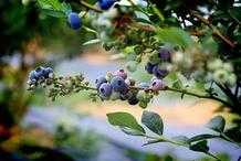 家有陽臺別浪費，栽幾盆藍莓，果子又多又甜，營養價值高