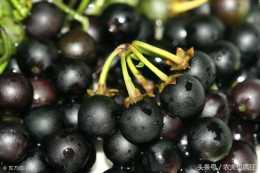 農村形似葡萄的小野果，有人愛吃有人不敢吃，在你家鄉叫什麼？