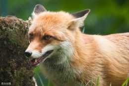 狐、貉的繁殖期和泌乳期養管理要點