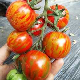陽臺種盆小番茄，咕嚕咕嚕結果子，隨摘隨吃