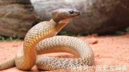 連世界上最毒的蛇都不怕,這種動物長得非常醜,卻能百毒不侵!