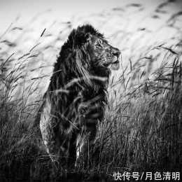 世界貓科之最,比虎更威猛,最後一隻巴巴里獅被殖民者拍照後射殺