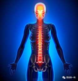 脊柱是人體臟器的支柱，更是機體健康的中軸