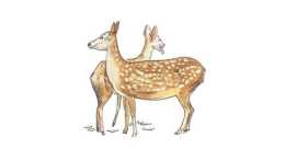 小尾巴科學童話：小鼷鹿為什麼會突然暈倒？
