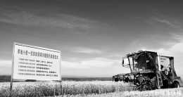 臨汾：示範田畝產579.9公斤創造面積3畝以上連片種植旱地小麥我省高產紀錄