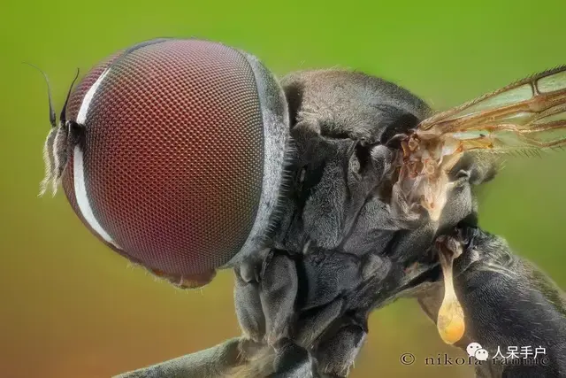 蒼蠅中的奇葩，你見過哪些？