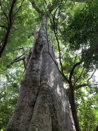 儋州千年“見血封喉”，東南亞罕見，堪稱“樹王”，看它長成啥樣