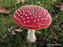 全世界最毒的十種蘑菇，中國最毒的蘑菇致命白毒傘上榜
