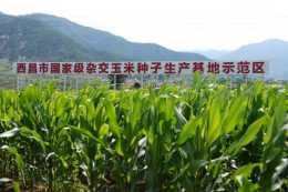 四川大涼山：玉米制種成為致富“金種子”