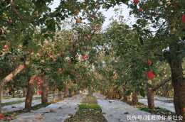 10000噸蘋果陸續成熟!北京昌平推4條特色採摘路線