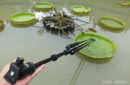 湖北宜昌：公園池塘水面擺滿約50個“簸箕”？哈哈，是王蓮！