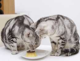 貓不能吃的各種食物，不能因為過年就破例了！
