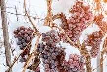 葡萄不耐低溫，冬季和早春氣溫較低，如果遇上凍害怎麼辦？